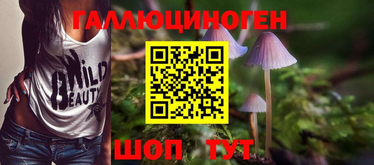 Псилоцибиновые грибы Psilocybine cubensis Павловский Посад